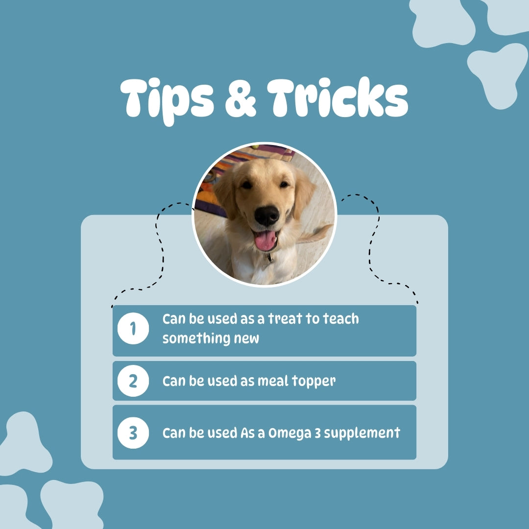 Fishy Bytes – Anchovies